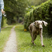 Load image into Gallery viewer, Retractable Dog Leash with Tangle-Free Heavy Duty One Button Break &amp; Lock Tape